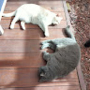 Meet your Posher, Sharon